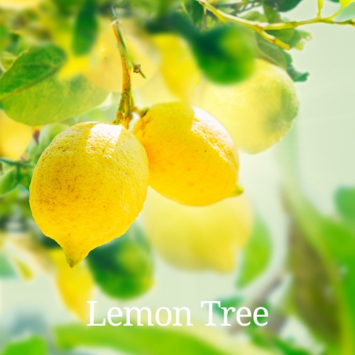 레몬트리 원액향기 - Lemon Tree