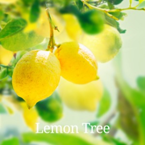 레몬트리 원액향기 - Lemon Tree